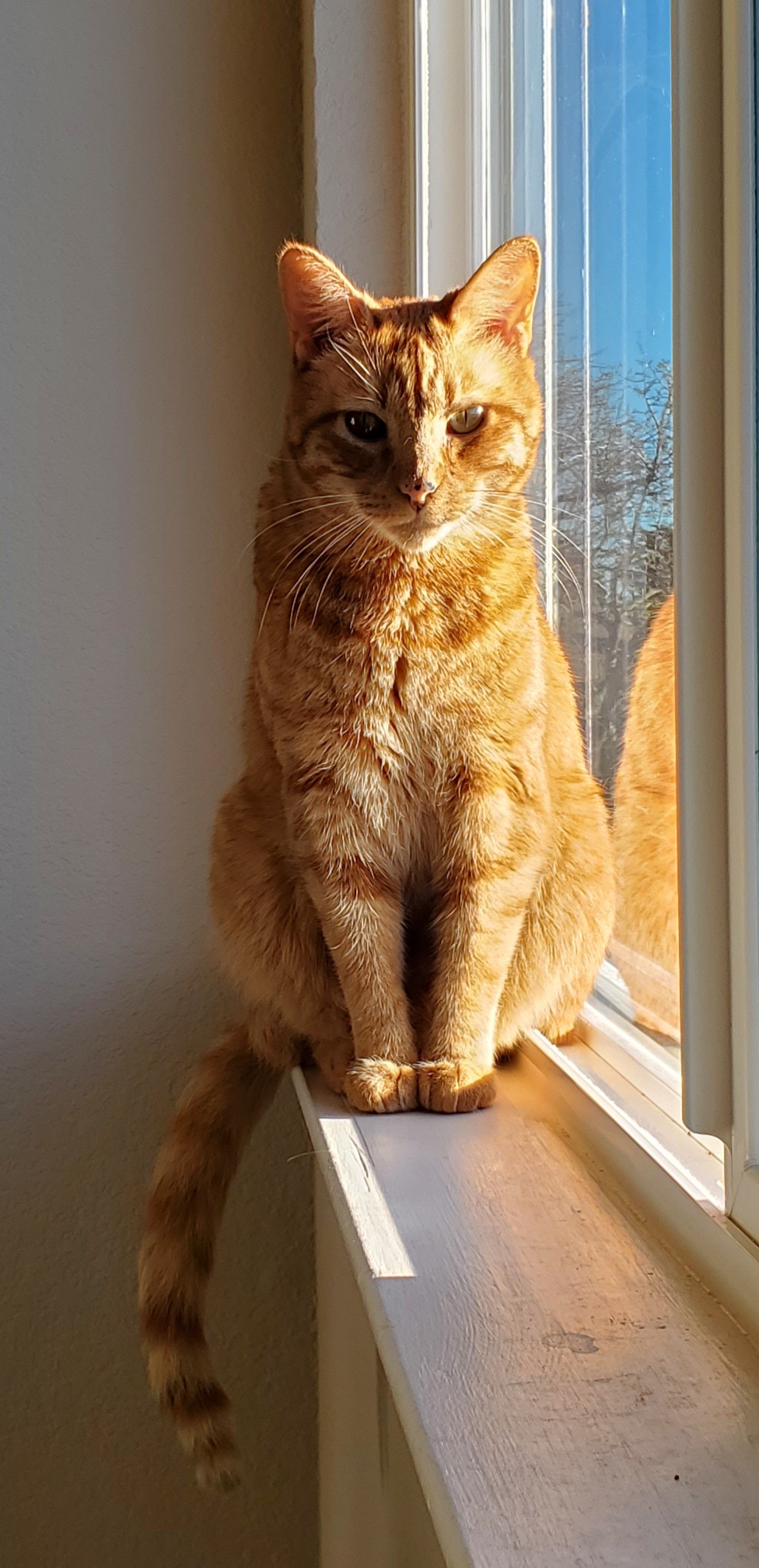 James the Orange Cat